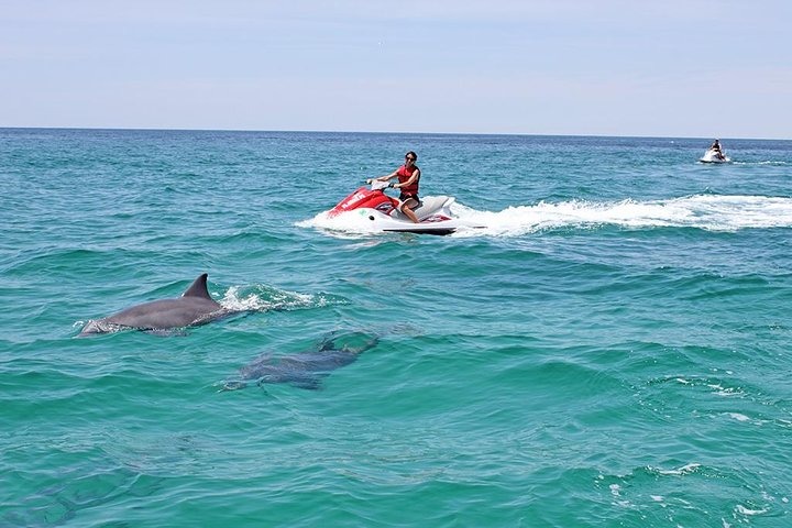 Waverunner Dolphin Tour